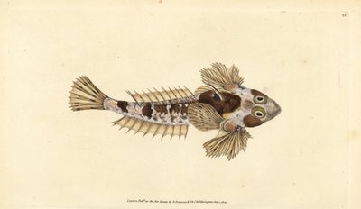 Dragonet, Callionymus lyra by Edward Donovan