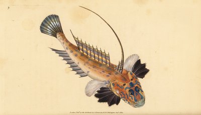 Dragonet or Gemmous Dragonet, Callionymus lyra by Edward Donovan