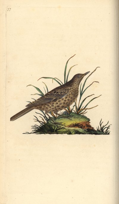 Dusky lark, Pinarocorys nigricans by Edward Donovan