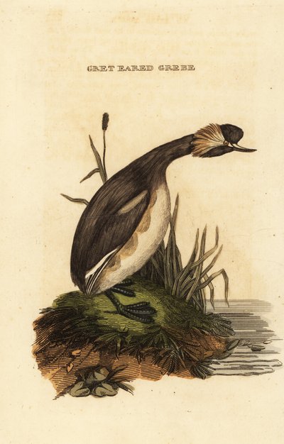 Eared Grebe or Horned Grebe by Edward Donovan