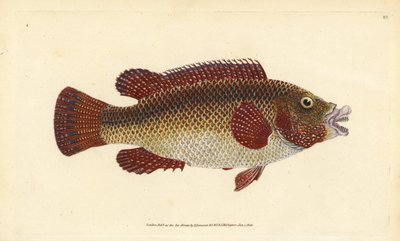 East Atlantic Peacock Wrasse. Handcoloured copperplate by Edward Donovan from 