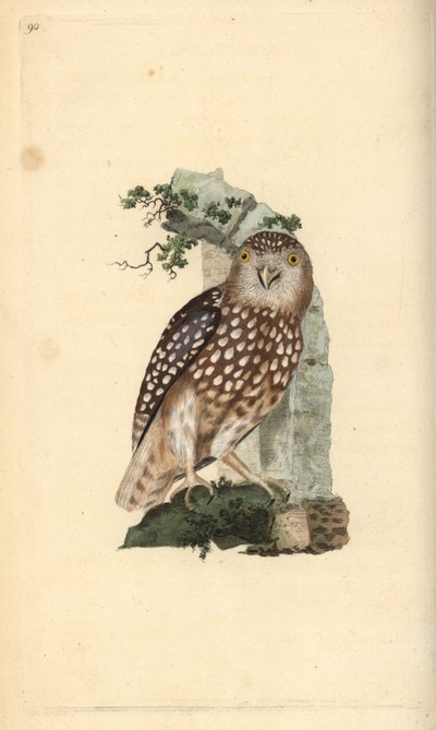 Eurasian Pygmy Owl by Edward Donovan