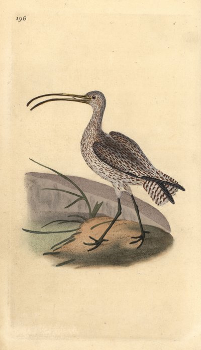 Eurasian Curlew, Numenius arquata by Edward Donovan