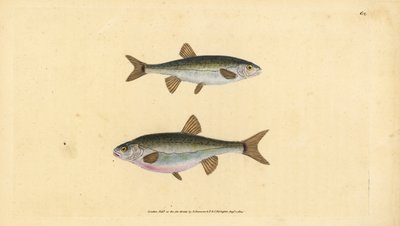 Eurasian minnow, Phoxinus phoxinus (Minow, Cyprinus phoxinus). Handcoloured copperplate drawn and engraved by Edward Donovan from his Natural History of British Fishes, Donovan and F.C. and J. Rivington, London by Edward Donovan