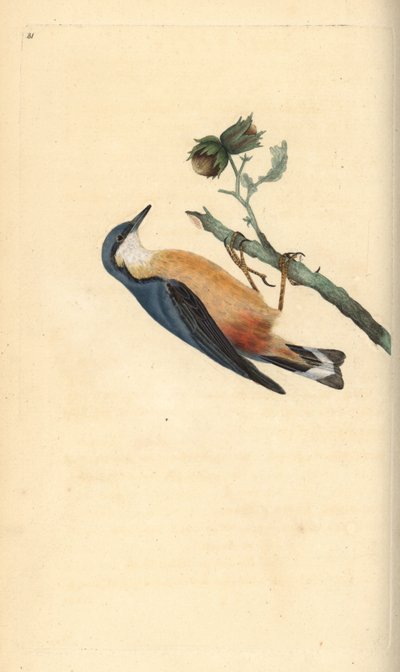 Eurasian Nuthatch, Sitta europaea, on a Hazelnut Tree, Corylus avellana by Edward Donovan