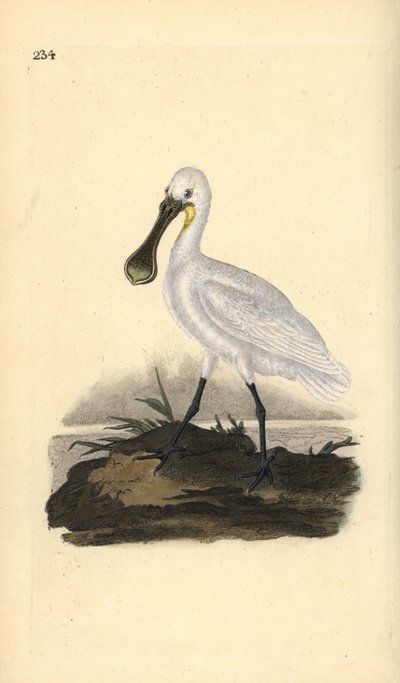 Eurasian or Common Spoonbill, Platalea leucorodia. Handcoloured copperplate from Natural History of British Birds, London by Edward Donovan