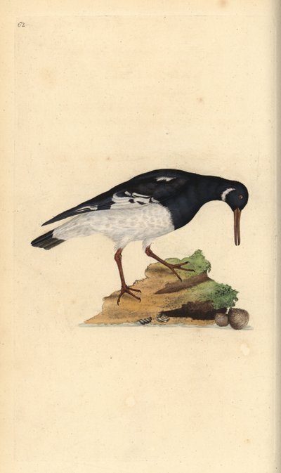 Eurasian Oystercatcher, Haematopus ostralegus by Edward Donovan