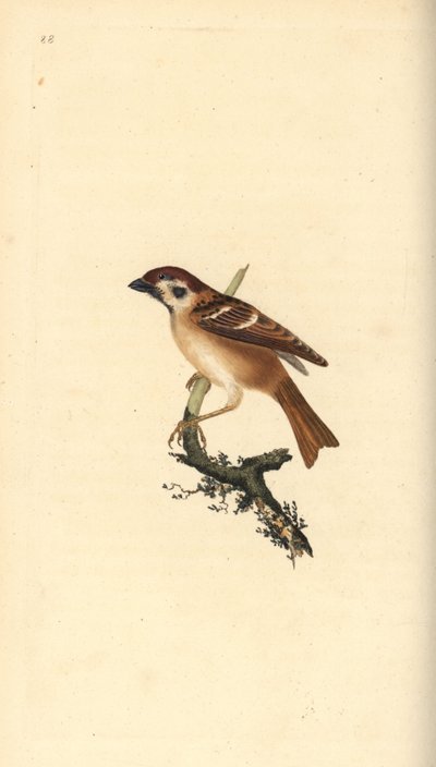 Eurasian Tree Sparrow by Edward Donovan
