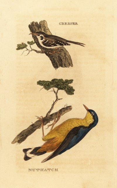 Eurasian Treecreeper, Certhia familiaris, and Eurasian Nuthatch, Sitta europaea by Edward Donovan