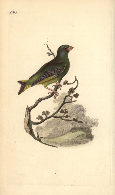 European Greenfinch, Carduelis chloris. Handcoloured copperplate drawn and engraved by Edward Donovan from his Natural History of British Birds, London by Edward Donovan