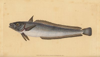 European hake, Merluccius merluccius by Edward Donovan