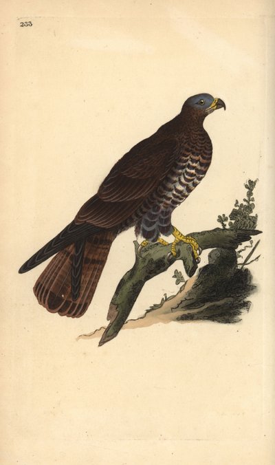 European honey buzzard, Pernis apivorus. Handcoloured copperplate from Natural History of British Birds, London by Edward Donovan