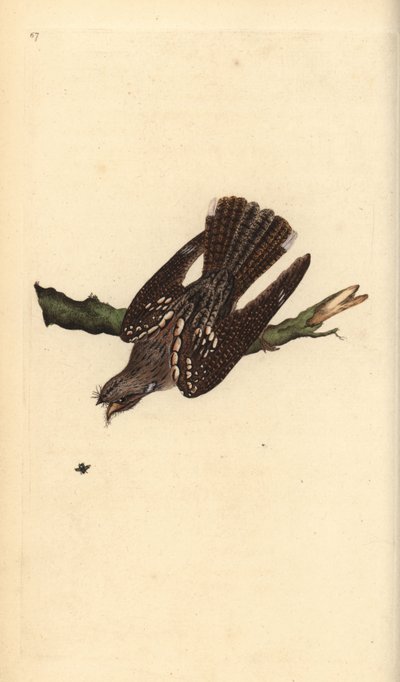 European nightjar, Caprimulgus europaeus. Handcoloured copperplate from Natural History of British Birds, London by Edward Donovan