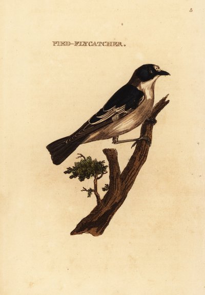 European pied flycatcher by Edward Donovan