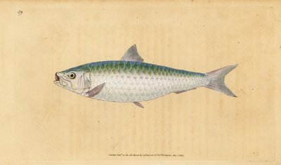 European pilchard, Sardina pilchardus by Edward Donovan