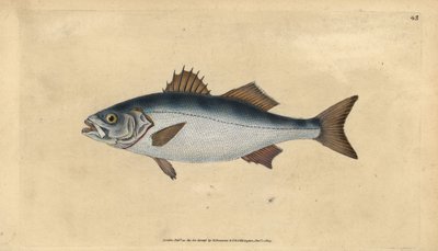 European seabass, Dicentrarchus labrax. Handcoloured copperplate from Natural History of British Fishes, Donovan and F.C. and J. Rivington, London by Edward Donovan