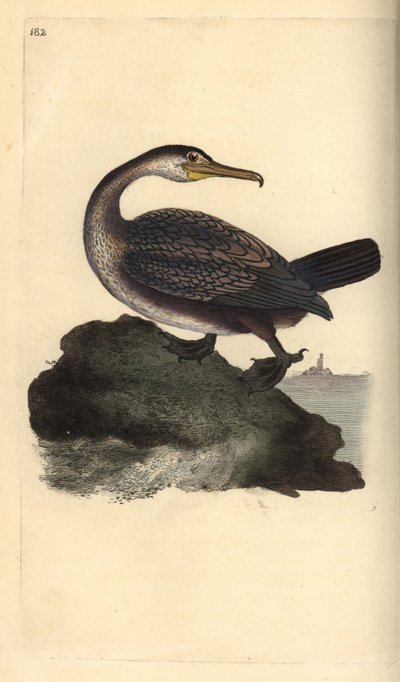 European Shag, Phalacrocorax aristotelis by Edward Donovan