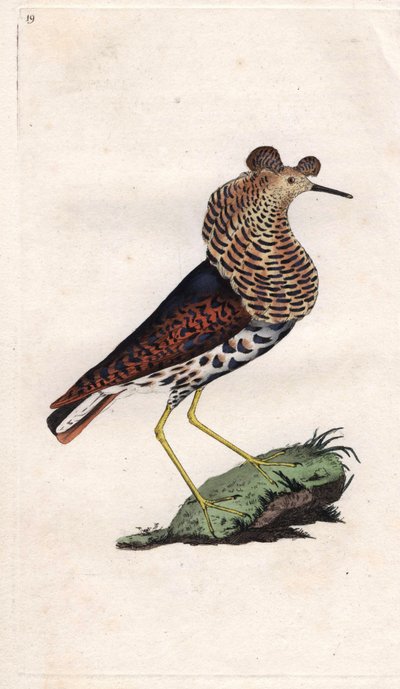 Fighter Varies, Philomachus pugnax by Edward Donovan