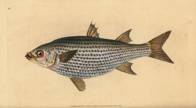 Flathead mullet, Mugil cephalus by Edward Donovan