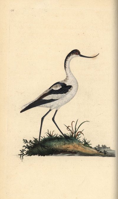 Pied Avocet, Recurvirostra avosetta. Handcoloured copperplate drawn and engraved by Edward Donovan from his Natural History of British Birds, London by Edward Donovan
