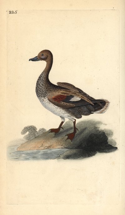 Gadwall (male), Anas strepera. Handcoloured copperplate from Natural History of British Birds, London by Edward Donovan
