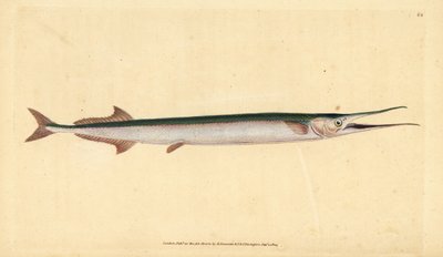 Garfish or sea needle, Belone belone by Edward Donovan
