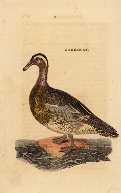 Garganey by Edward Donovan