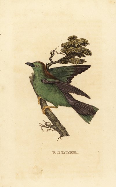 Garrulous roller or European roller, Coracias garrulus by Edward Donovan