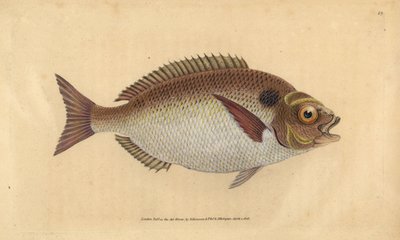Gilt-head seabream or lunulated gilt-head, Sparus aurata. Handcoloured copperplate from Natural History of British Fishes, Donovan and F.C. and J. Rivington, London by Edward Donovan