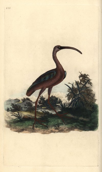 Glossy Ibis, Plegadis falcinellus by Edward Donovan