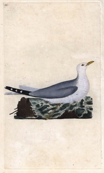 Goeland Ash by Edward Donovan