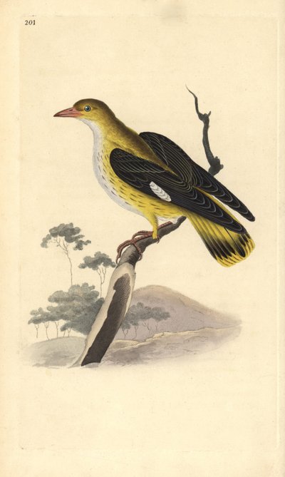 Golden Oriole (Female), Oriolus oriolus by Edward Donovan