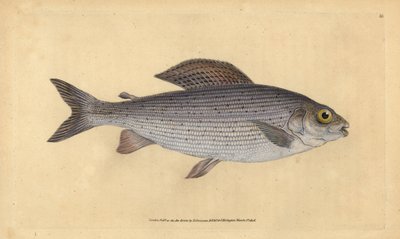 Grayling. Handcoloured copperplate by Edward Donovan from 