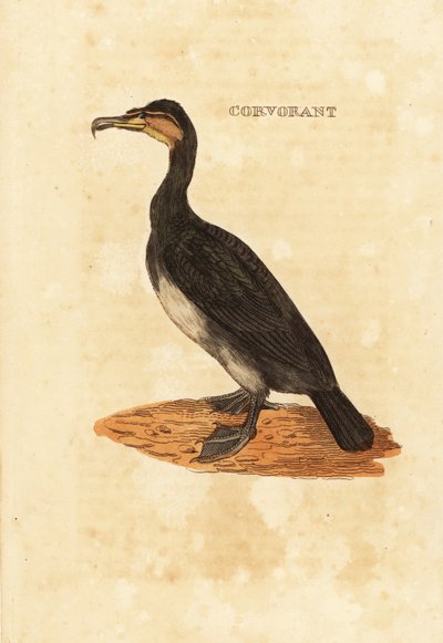 Great cormorant by Edward Donovan