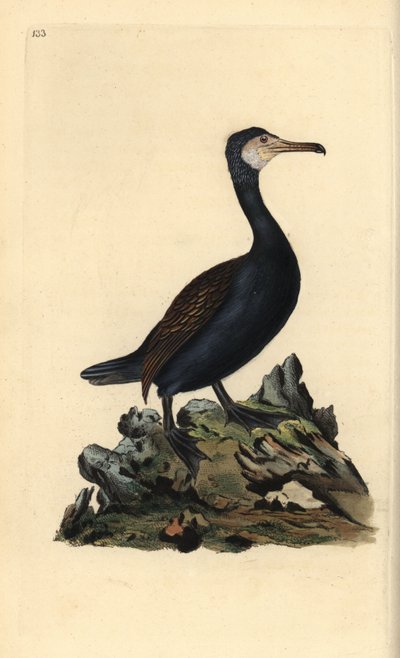 Great Cormorant, Phalacrocorax carbo. Handcoloured copperplate drawn and engraved by Edward Donovan from his Natural History of British Birds (1794-1819) by Edward Donovan