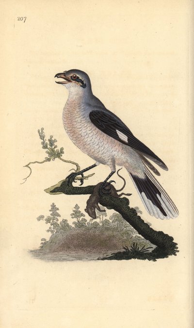 Great grey shrike (female), Lanius excubitor. Handcoloured copperplate from Natural History of British Birds, London by Edward Donovan