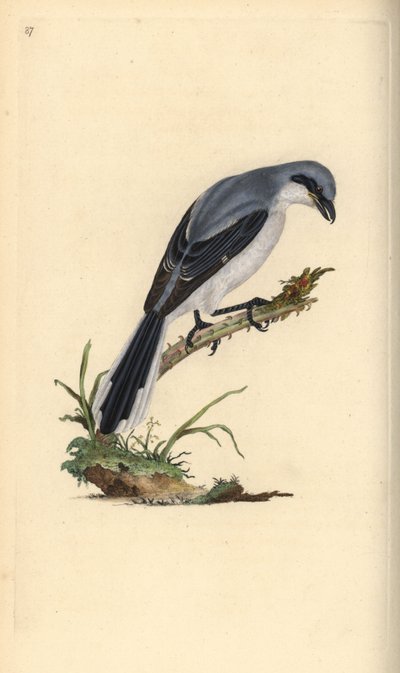 Great Grey Shrike. Handcoloured copperplate by Edward Donovan from 