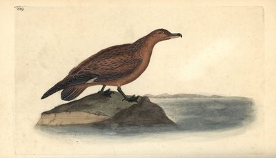 Great skua, Stercorarius skua by Edward Donovan