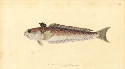 Greater Weever, Greater Weaver or Sting-Bull by Edward Donovan