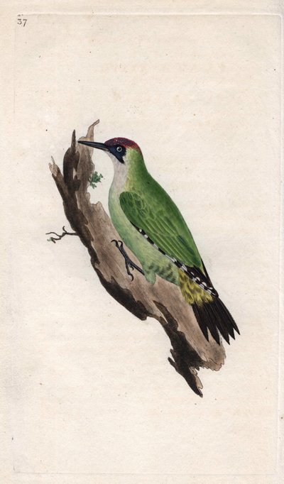 Green Woodpecker. Copper engraving by Edward Donovan from 