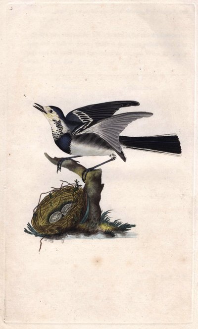 Grey Wagtail, Motacilla Alba. Copper Engraving by Edward Donovan, Published in 