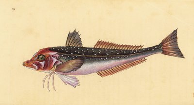 Grey Gurnard, Eutrigla gurnardus (Trigla gurnardus). Handcoloured Copperplate Drawn and Engraved by Edward Donovan from His Natural History of British Fishes, Donovan and F.C. and J. Rivington, London by Edward Donovan