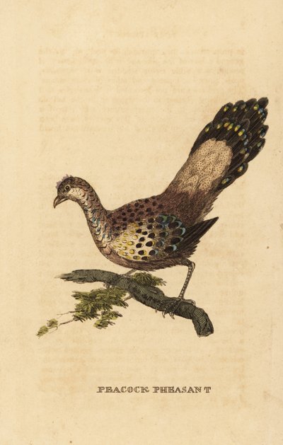Grey peacock-pheasant by Edward Donovan