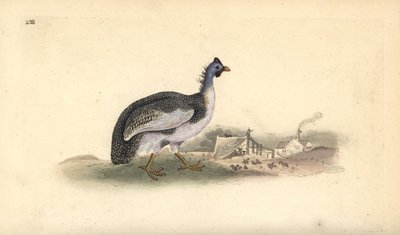 Helmeted guineafowl, Numida meleagris. Handcoloured copperplate drawn and engraved by Edward Donovan from his own Natural History of British Birds, London by Edward Donovan