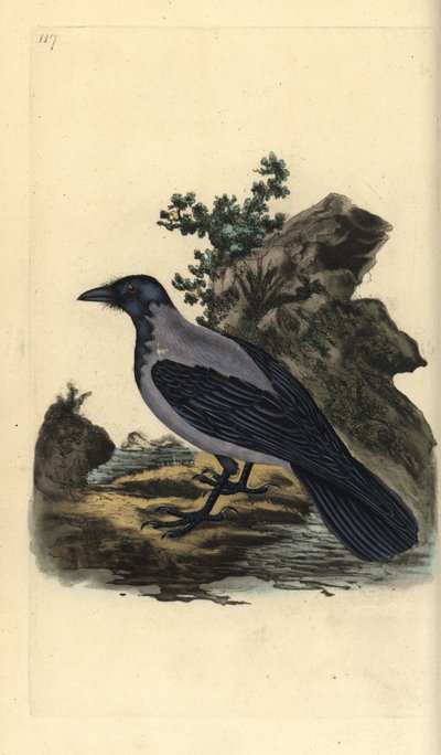 Hooded Crow by Edward Donovan