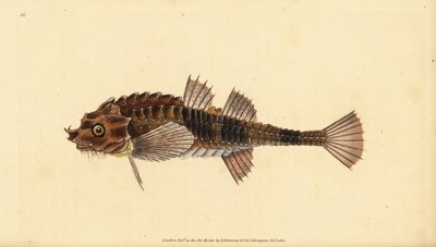 Hooknose, Agonus cataphractus (Pogge or Armed Bull-Head, Cottus cataphractus). Handcoloured Copperplate Drawn and Engraved by Edward Donovan from His Natural History of British Fishes, Donovan and F.C. and J. Rivington, London by Edward Donovan