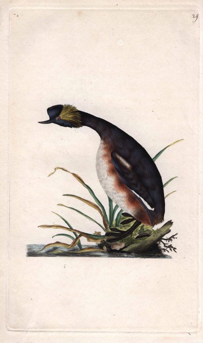 Horned Grebe or Earhorn Grebe, Podiceps auritus by Edward Donovan