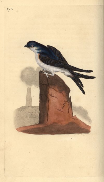 House Martin, Delichon Urbicum, Perched on Top of a Chimney (Handcoloured Copperplate Drawn and Engraved by Edward Donovan from His Own 