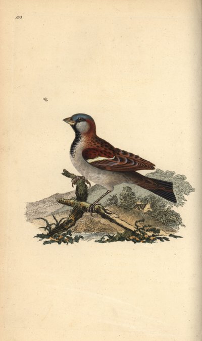 House Sparrow, Passer domesticus by Edward Donovan
