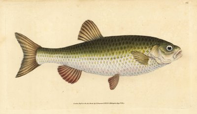Ide, Leuciscus idus by Edward Donovan
